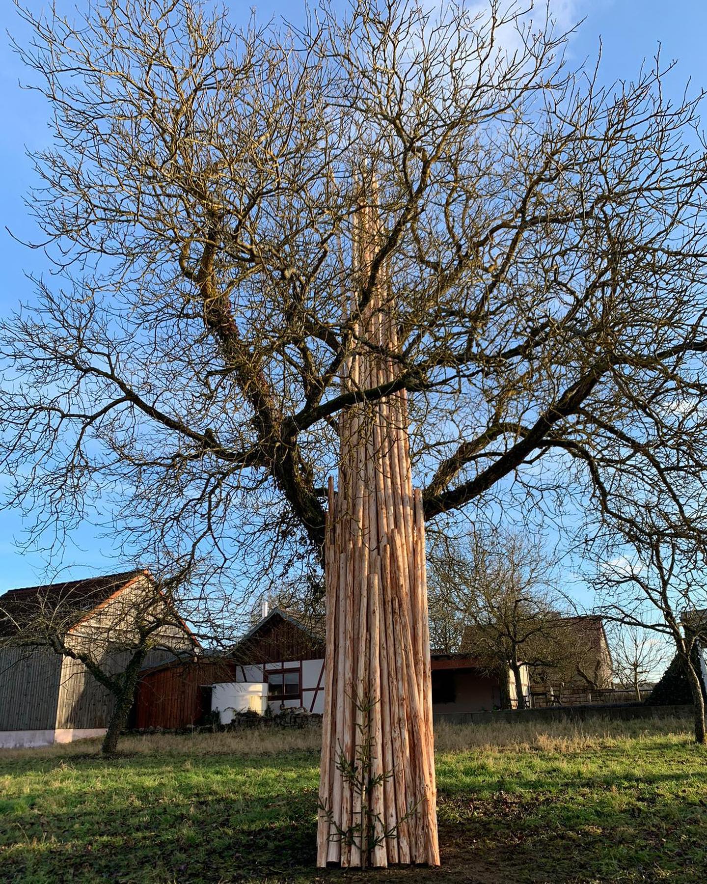 Fertige Schwalben angelehnt vor einem Baum zum Trocknen
